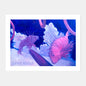 'Lionfish' print